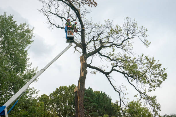 Best Tree Disease Treatment  in Augusta, ME