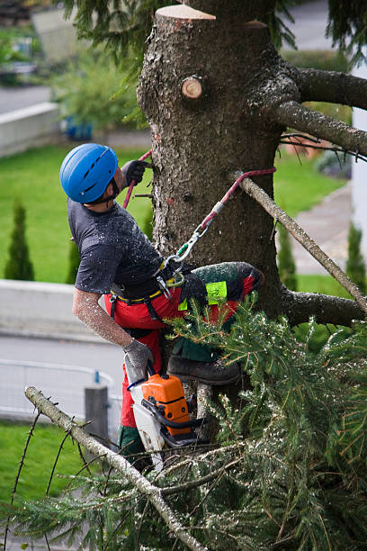 Best Tree Cabling and Bracing  in Augusta, ME